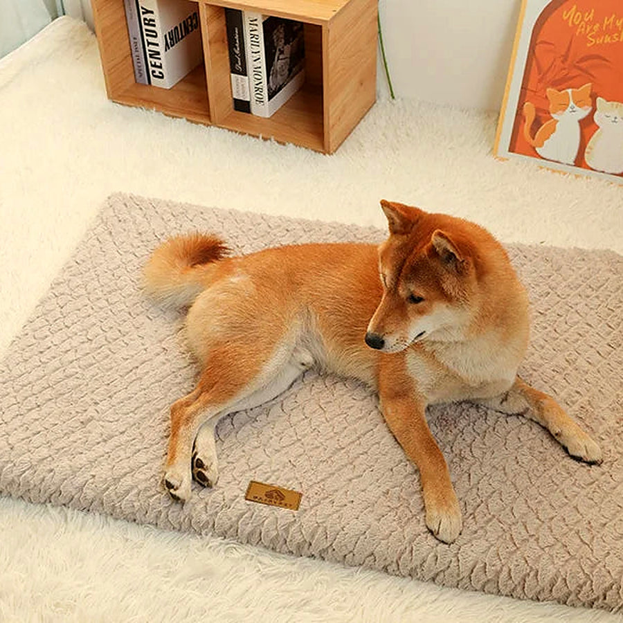 Confort et chien âgé