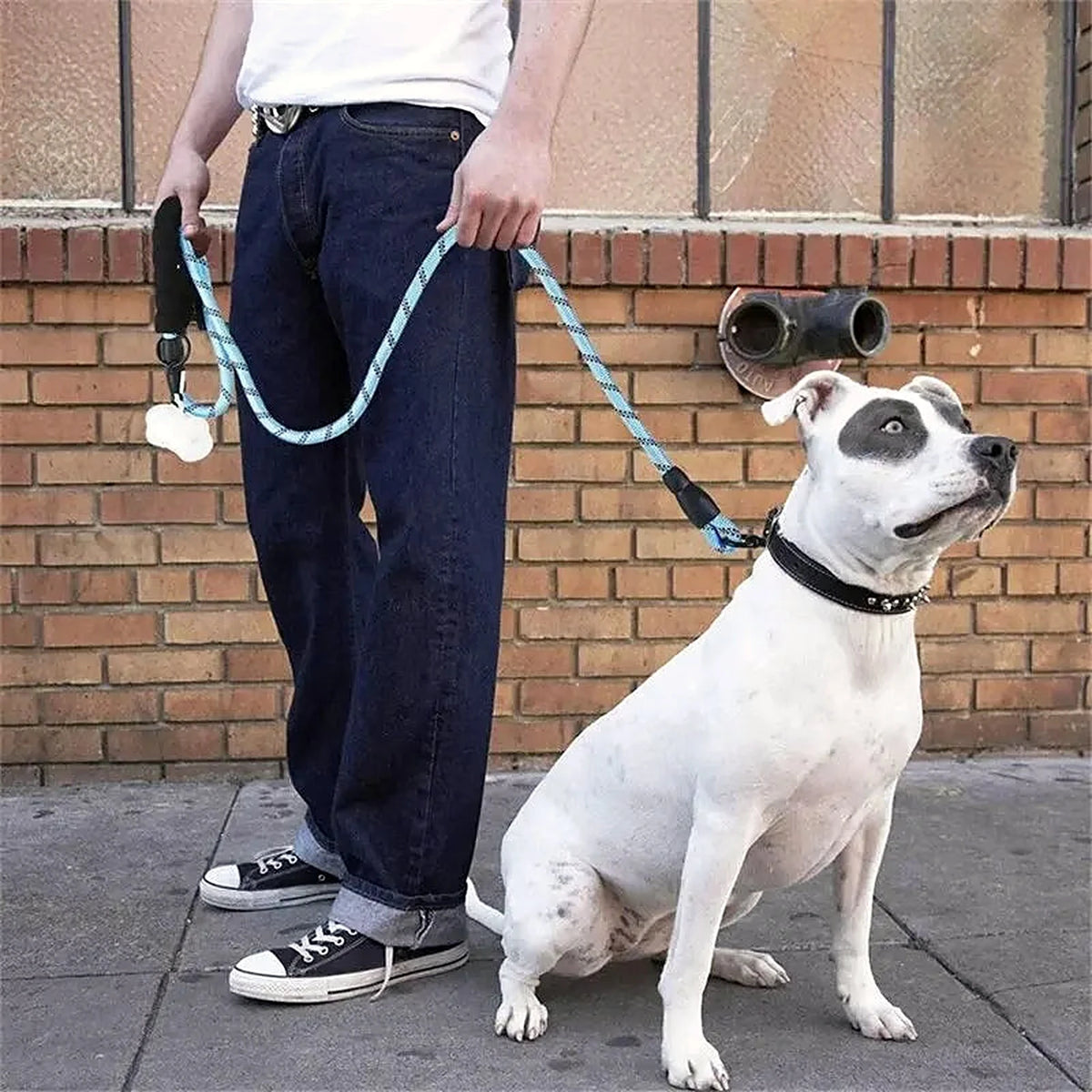 Chien tenu en laisse en promenade