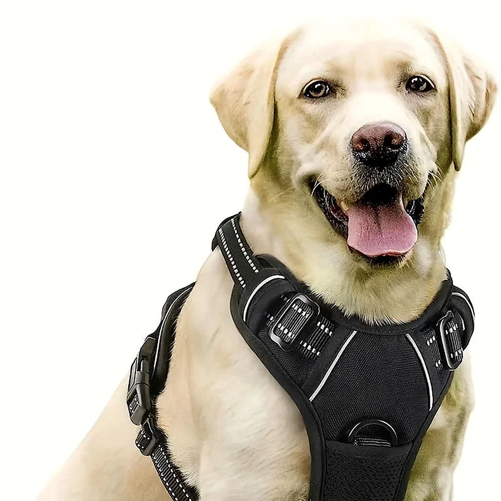 Labrador portant le harnais anti-traction noir