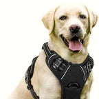 Labrador portant le harnais anti-traction noir
