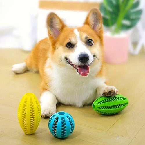 Chien qui joue avec des balles distributrices de friandises