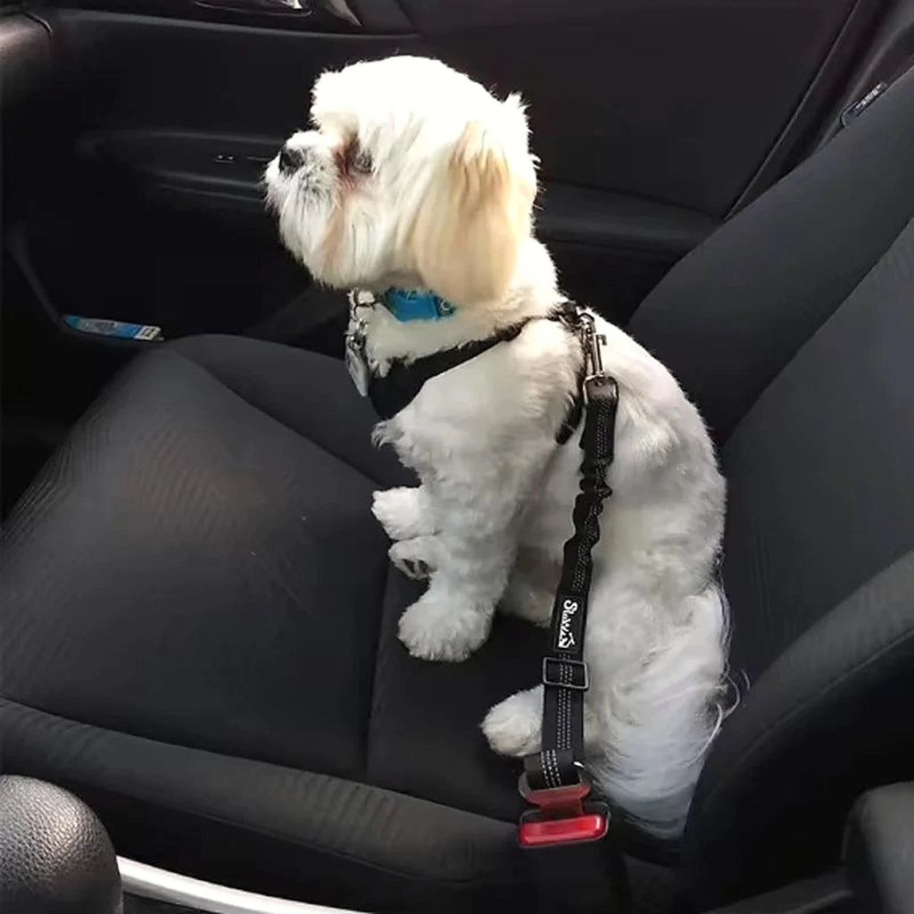 Petit chien assis en voiture, attaché par une ceinture de sécurité pour chien