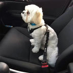 Petit chien assis en voiture, attaché par une ceinture de sécurité pour chien