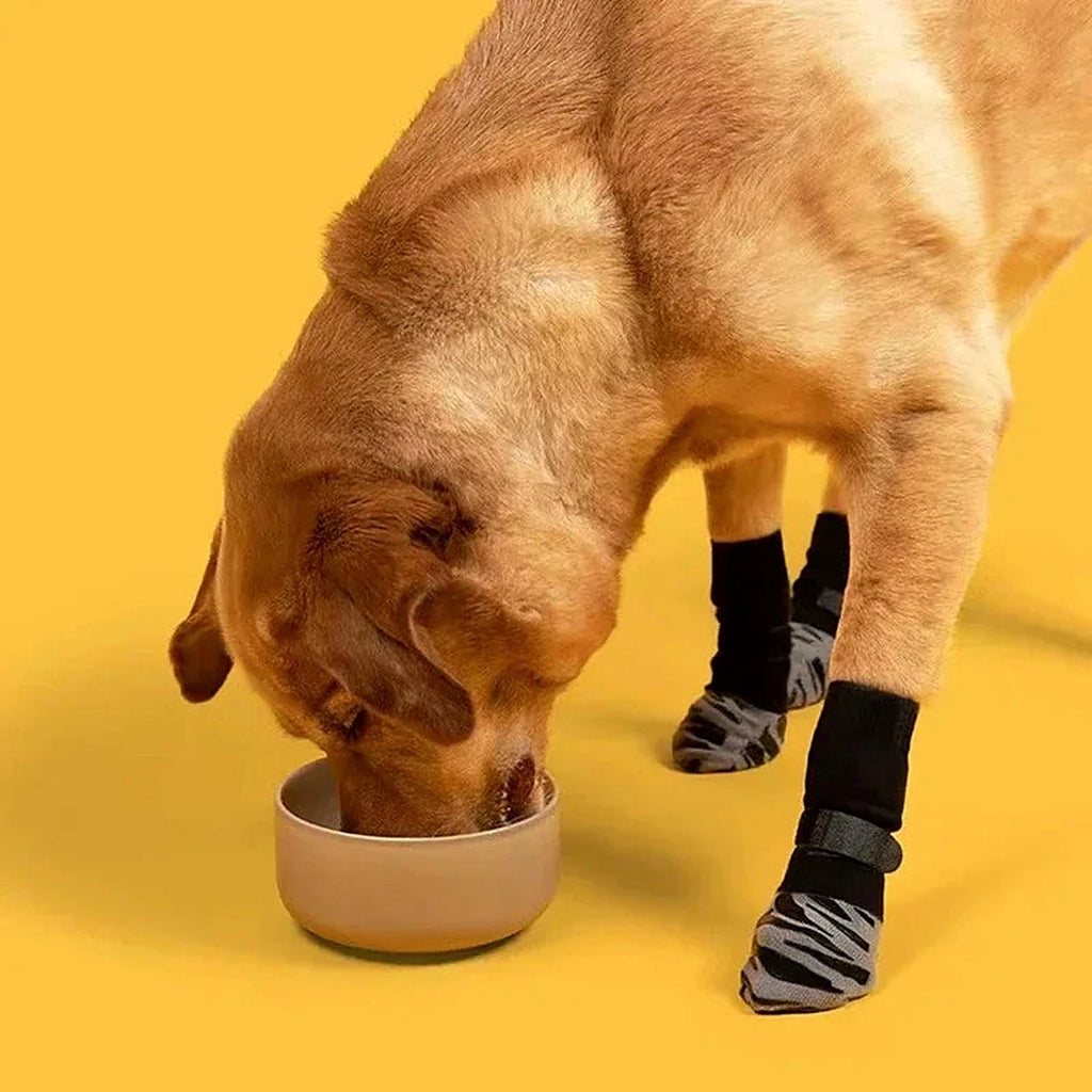 Chien qui mange avec des chaussettes antidérapantes aux pattes