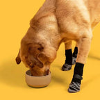 Chien qui mange avec des chaussettes antidérapantes aux pattes
