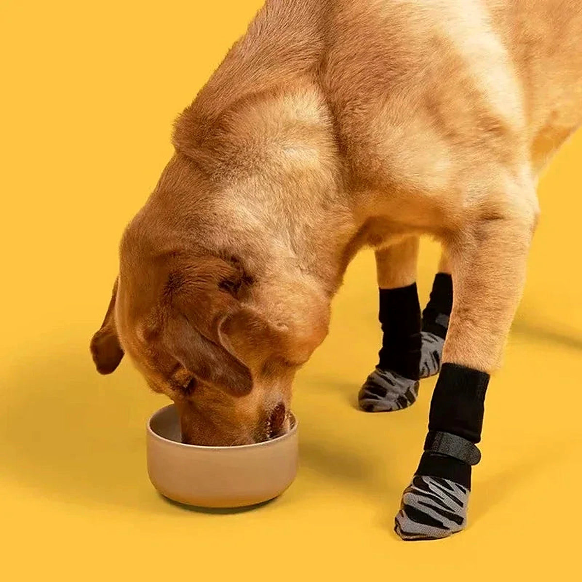Chien qui mange avec des chaussettes antidérapantes aux pattes