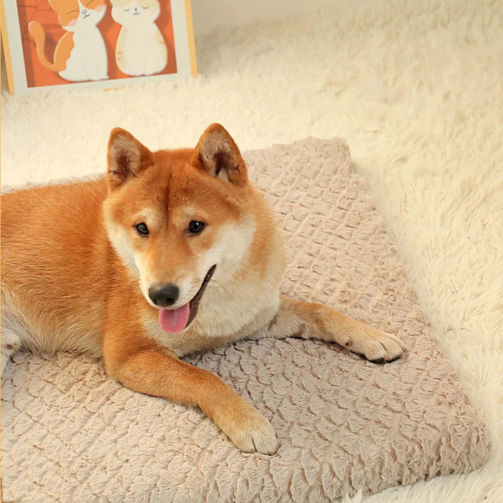 Shiba couché sur un matelas pour chien moelleux