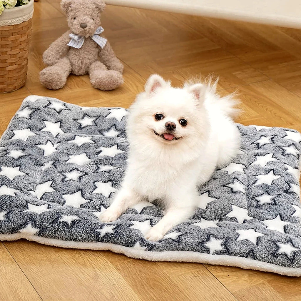 Petit chien allongé sur une couverture polaire à étoiles